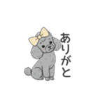 トイプードル グレー（感情多め）（個別スタンプ：1）