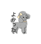 トイプードル グレー（感情多め）（個別スタンプ：9）