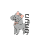 トイプードル グレー（感情多め）（個別スタンプ：11）