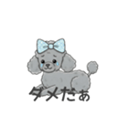 トイプードル グレー（感情多め）（個別スタンプ：23）