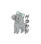 トイプードル グレー（感情多め）（個別スタンプ：24）