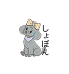 トイプードル グレー（感情多め）（個別スタンプ：25）