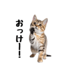 短足まんちかんのほのぼの子猫ライフ（個別スタンプ：2）