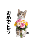 短足まんちかんのほのぼの子猫ライフ（個別スタンプ：4）