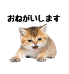 短足まんちかんのほのぼの子猫ライフ（個別スタンプ：8）