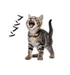 短足まんちかんのほのぼの子猫ライフ（個別スタンプ：10）