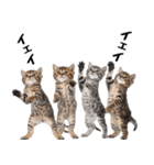 短足まんちかんのほのぼの子猫ライフ（個別スタンプ：15）