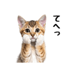 短足まんちかんのほのぼの子猫ライフ（個別スタンプ：18）