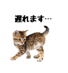 短足まんちかんのほのぼの子猫ライフ（個別スタンプ：21）