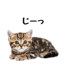 短足まんちかんのほのぼの子猫ライフ（個別スタンプ：22）