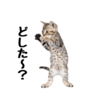 短足まんちかんのほのぼの子猫ライフ（個別スタンプ：26）