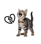 短足まんちかんのほのぼの子猫ライフ（個別スタンプ：35）