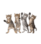 短足まんちかんのほのぼの子猫ライフ（個別スタンプ：37）