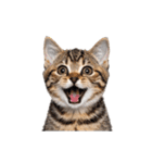 短足まんちかんのほのぼの子猫ライフ（個別スタンプ：39）