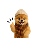【秋冬】ずっと使えるポメラニアン（個別スタンプ：9）