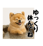 【秋冬】ずっと使えるポメラニアン（個別スタンプ：14）