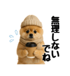 【秋冬】ずっと使えるポメラニアン（個別スタンプ：20）