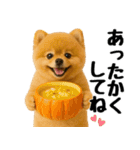 【秋冬】ずっと使えるポメラニアン（個別スタンプ：21）