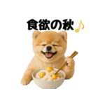 【秋冬】ずっと使えるポメラニアン（個別スタンプ：27）