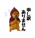 【秋冬】ずっと使えるポメラニアン（個別スタンプ：32）