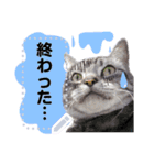 メッセージ入力可 働きすぎた猫編（個別スタンプ：1）