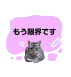 メッセージ入力可 働きすぎた猫編（個別スタンプ：2）