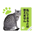 メッセージ入力可 働きすぎた猫編（個別スタンプ：3）