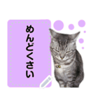 メッセージ入力可 働きすぎた猫編（個別スタンプ：6）