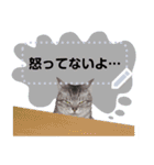 メッセージ入力可 働きすぎた猫編（個別スタンプ：11）