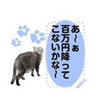 メッセージ入力可 働きすぎた猫編（個別スタンプ：13）