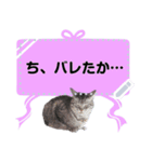 メッセージ入力可 働きすぎた猫編（個別スタンプ：16）
