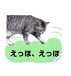 メッセージ入力可 働きすぎた猫編（個別スタンプ：17）