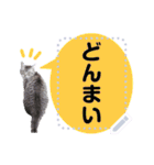 メッセージ入力可 働きすぎた猫編（個別スタンプ：20）