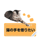 メッセージ入力可 働きすぎた猫編（個別スタンプ：21）