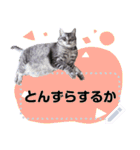 メッセージ入力可 働きすぎた猫編（個別スタンプ：23）