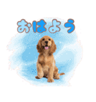 ふわふわアメコカ♡毎日スタンプ（個別スタンプ：1）