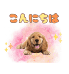 ふわふわアメコカ♡毎日スタンプ（個別スタンプ：2）