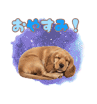 ふわふわアメコカ♡毎日スタンプ（個別スタンプ：3）