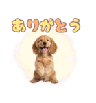 ふわふわアメコカ♡毎日スタンプ（個別スタンプ：4）