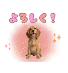 ふわふわアメコカ♡毎日スタンプ（個別スタンプ：5）