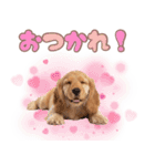 ふわふわアメコカ♡毎日スタンプ（個別スタンプ：6）