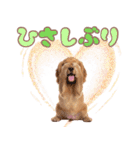 ふわふわアメコカ♡毎日スタンプ（個別スタンプ：7）