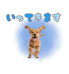 ふわふわアメコカ♡毎日スタンプ（個別スタンプ：8）