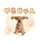 ふわふわアメコカ♡毎日スタンプ（個別スタンプ：11）
