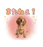 ふわふわアメコカ♡毎日スタンプ（個別スタンプ：12）