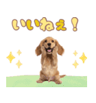 ふわふわアメコカ♡毎日スタンプ（個別スタンプ：13）