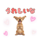 ふわふわアメコカ♡毎日スタンプ（個別スタンプ：14）