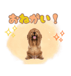 ふわふわアメコカ♡毎日スタンプ（個別スタンプ：15）