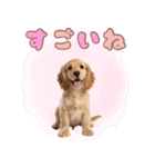 ふわふわアメコカ♡毎日スタンプ（個別スタンプ：16）