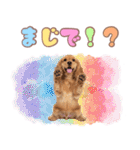 ふわふわアメコカ♡毎日スタンプ（個別スタンプ：17）